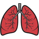 lungs